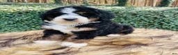 Bernedoodle dogs for sale: Bernedoodle “female ” - Ad 3