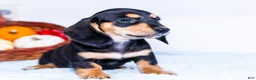 Miniature Dachshund dogs for sale: Nate - Ad 7