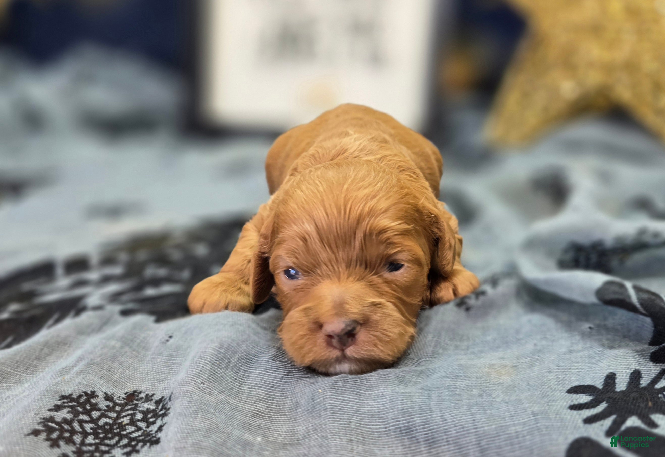 Cockapoo dogs Mr Bicklebaum - Ad 14