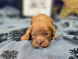 Cockapoo dogs Mr Bicklebaum - Ad 14