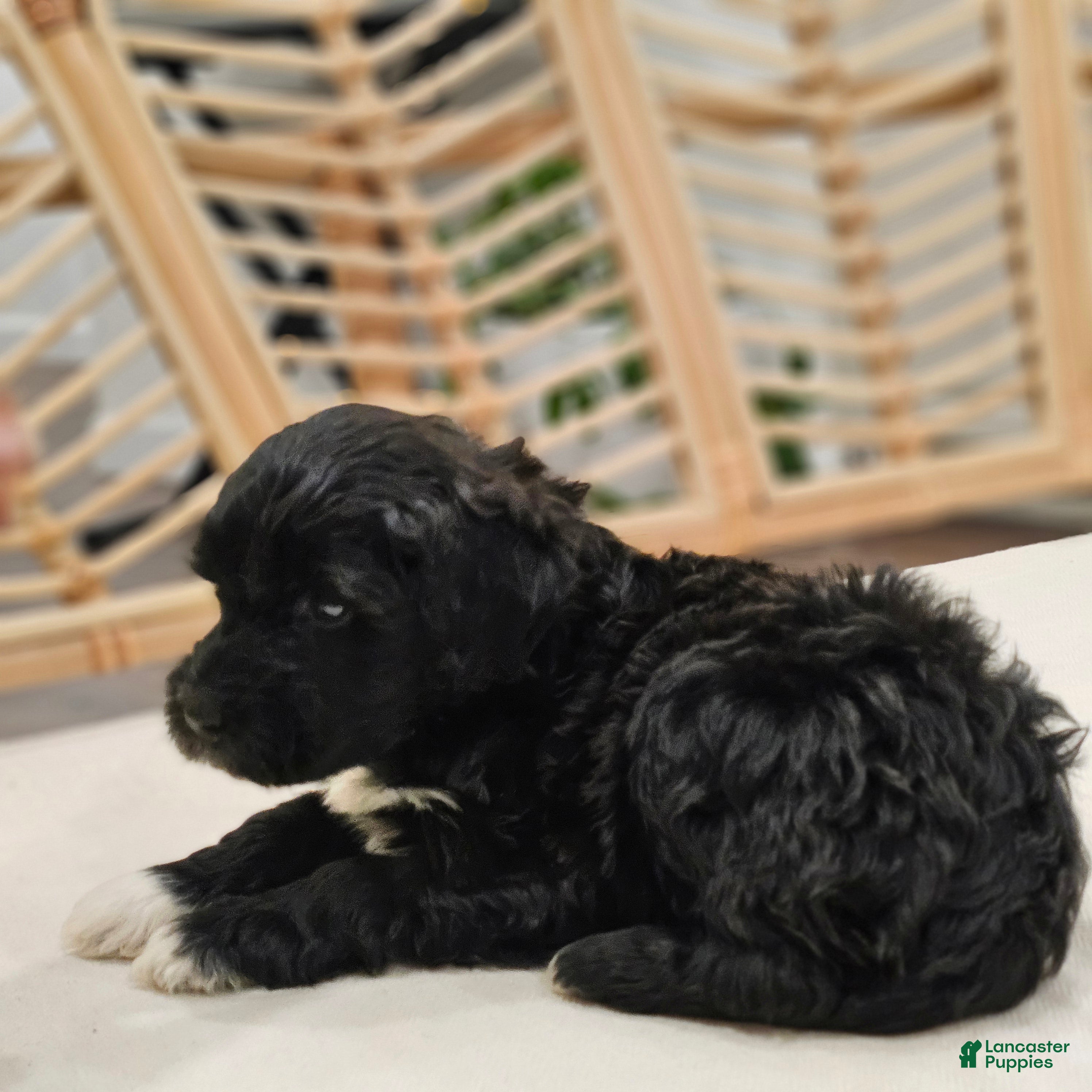 Portuguese Water Dog dogs Kaizer B. ❤️ - Ad 2