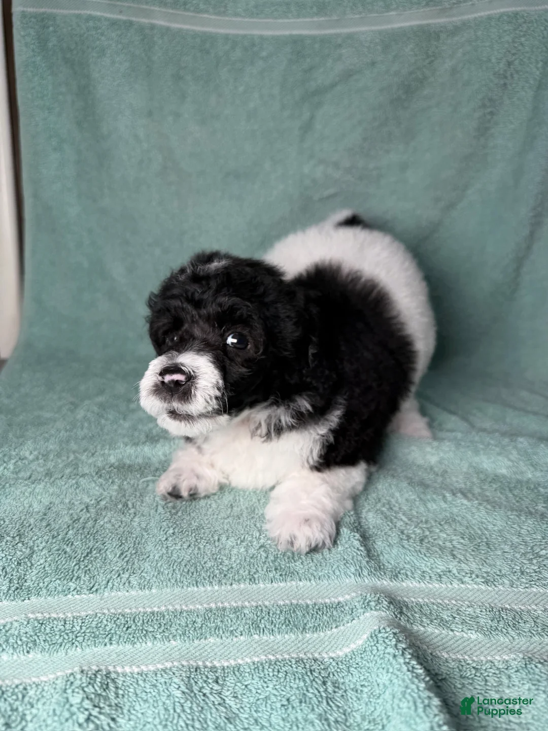 Miniature Poodle dogs for sale: Miniature Poodle Pink - Ad 2