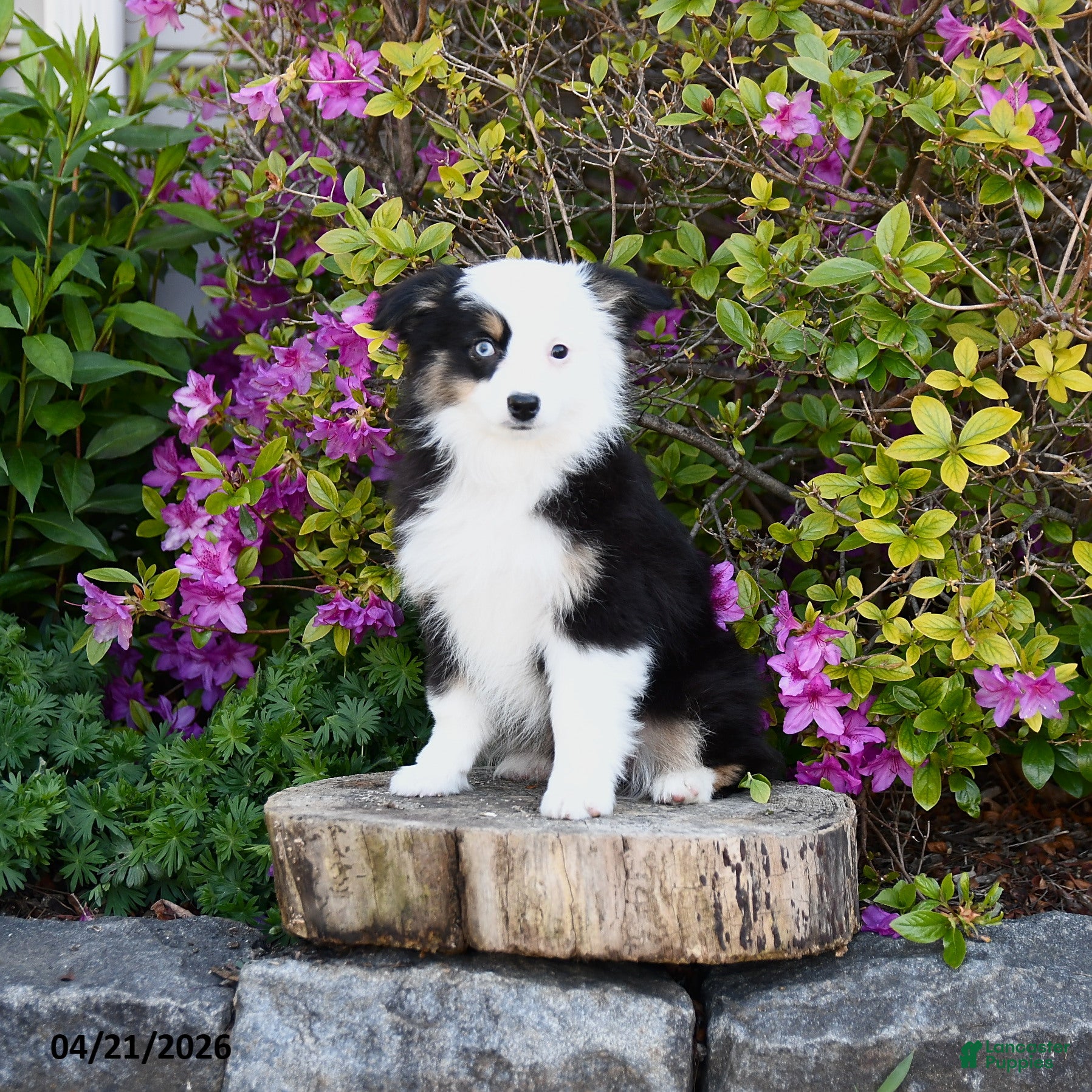Miniature Australian Shepherd dogs Skye - Ad 1