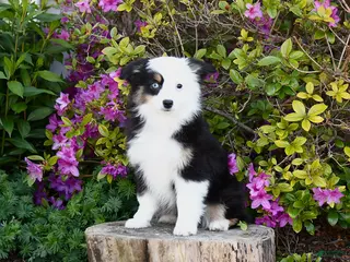 Miniature Australian Shepherd dogs for sale: Skye - Ad 2