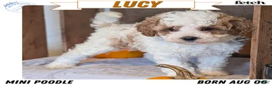 Lucy