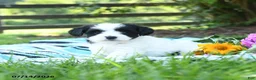 Mixed Breed dogs for sale: Mabel - Ad 1