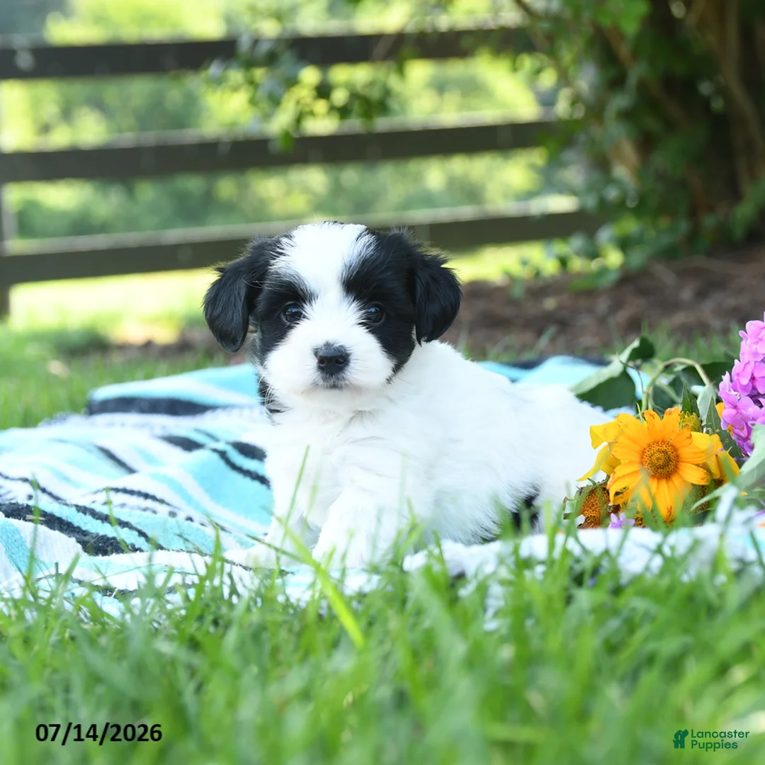 Mixed Breed dogs for sale: Mabel - Ad 1