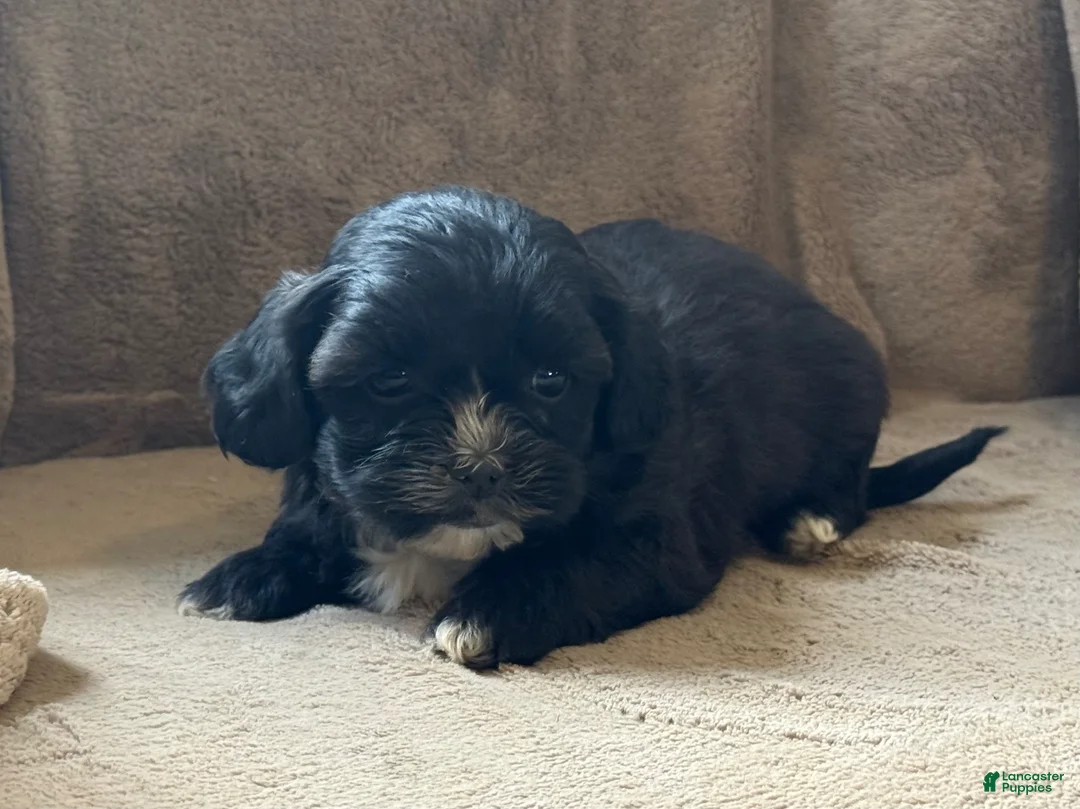Shih Tzu dogs for sale: Caya - Ad 12