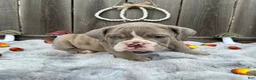 English Bulldog dogs for sale: Maraika - Ad 6