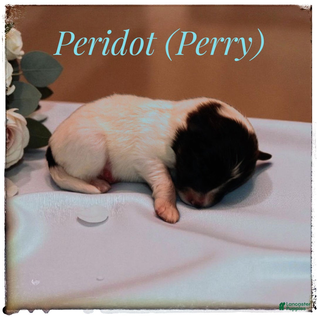 Shetland Sheepdog dogs for sale: Peridot (Perry) - Ad 12