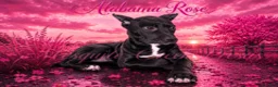 Presa Canario dogs for sale: Alabama Rose - Ad 3