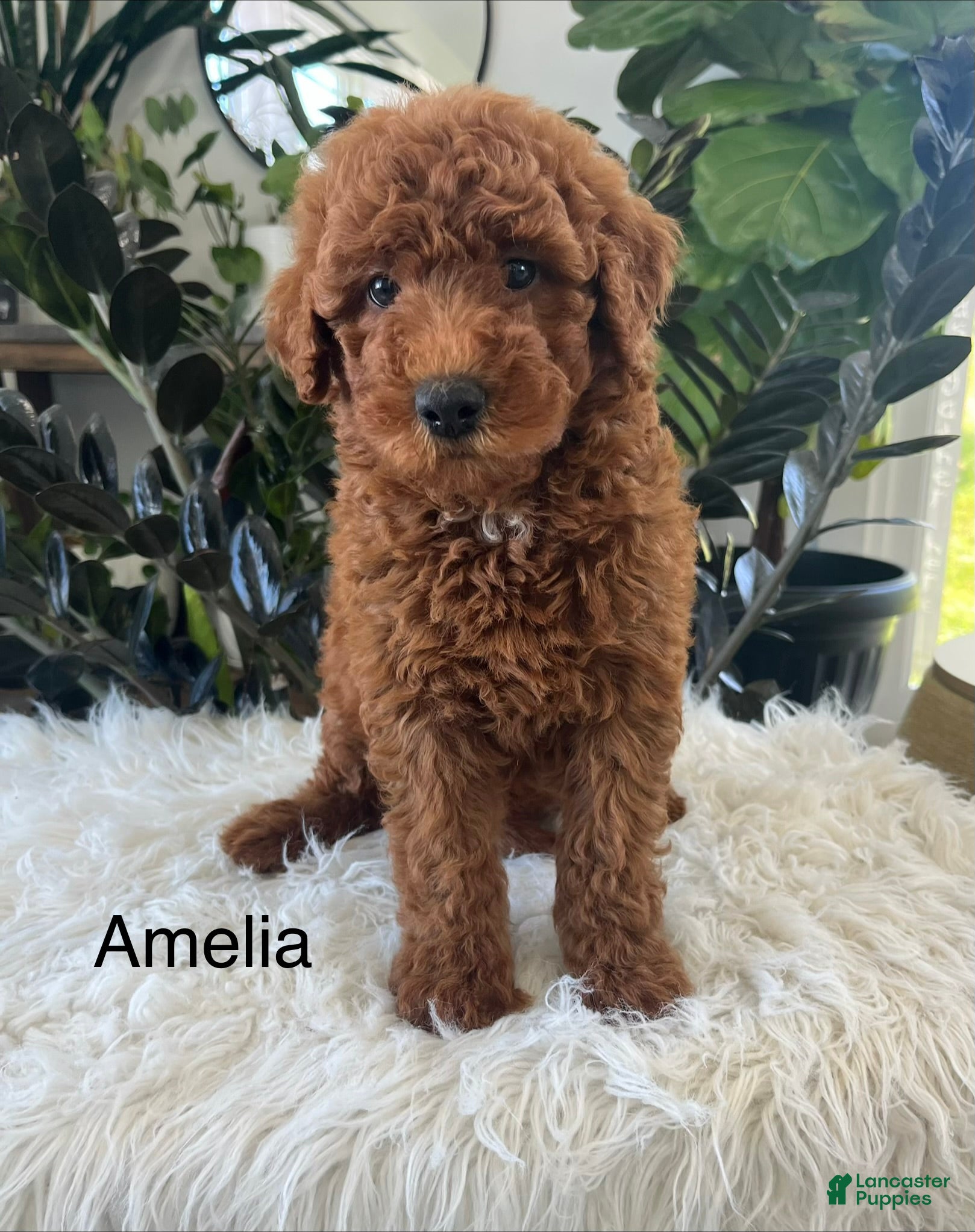 Mini Goldendoodle dogs Amelia  - Ad 1