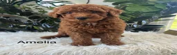 Mini Goldendoodle dogs for sale: Amelia  - Ad 1