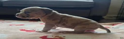 American Bully dogs for sale: Blue Fawn Merle Female - Ad 3