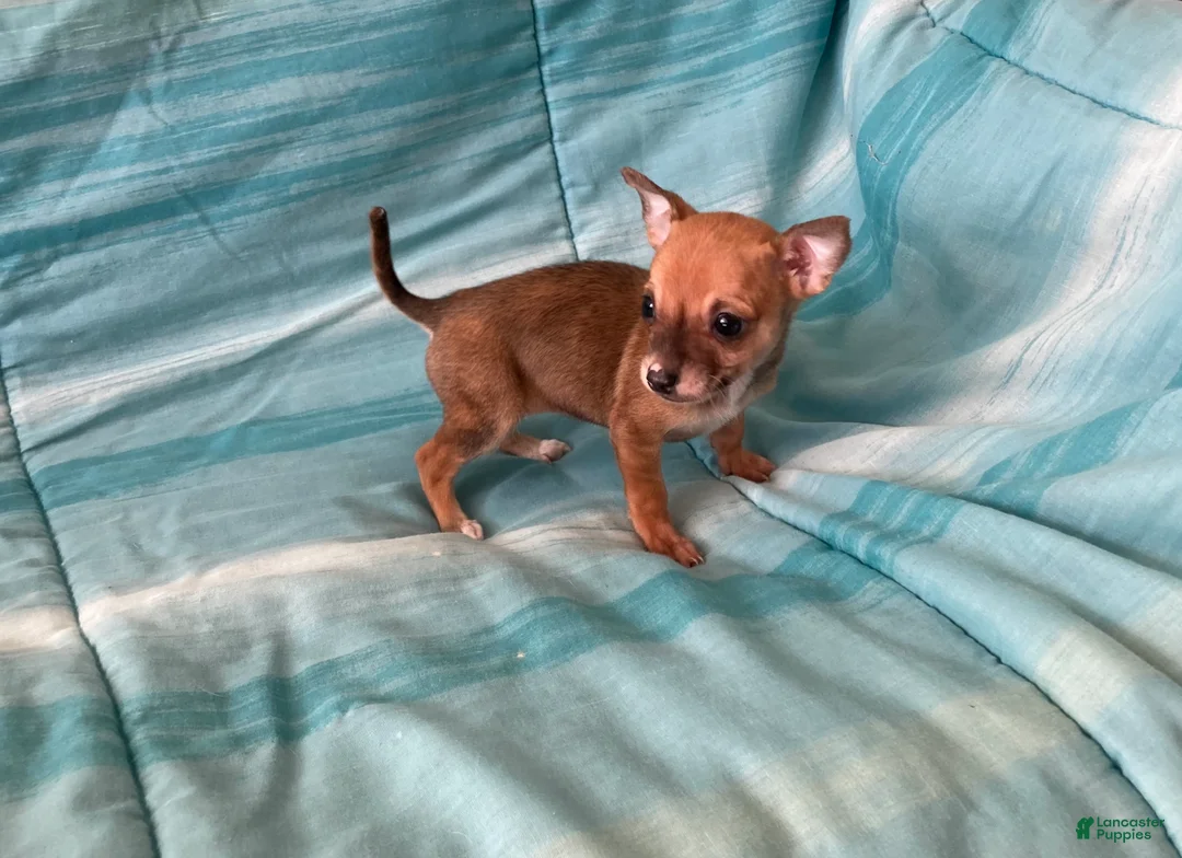 Chihuahua dogs for sale: Lacey - Ad 8