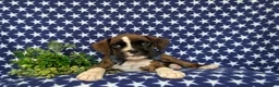 Boxer dogs for sale: Tyrone - Ad 8