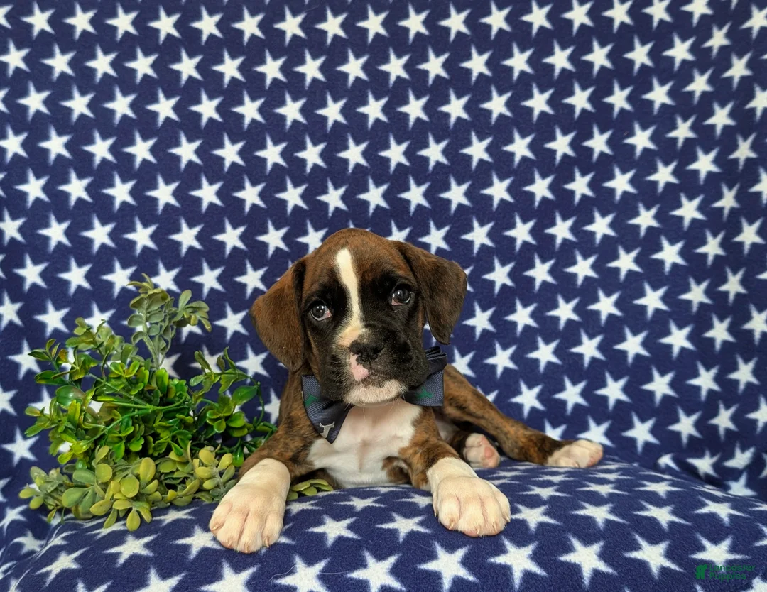 Boxer dogs for sale: Tyrone - Ad 8