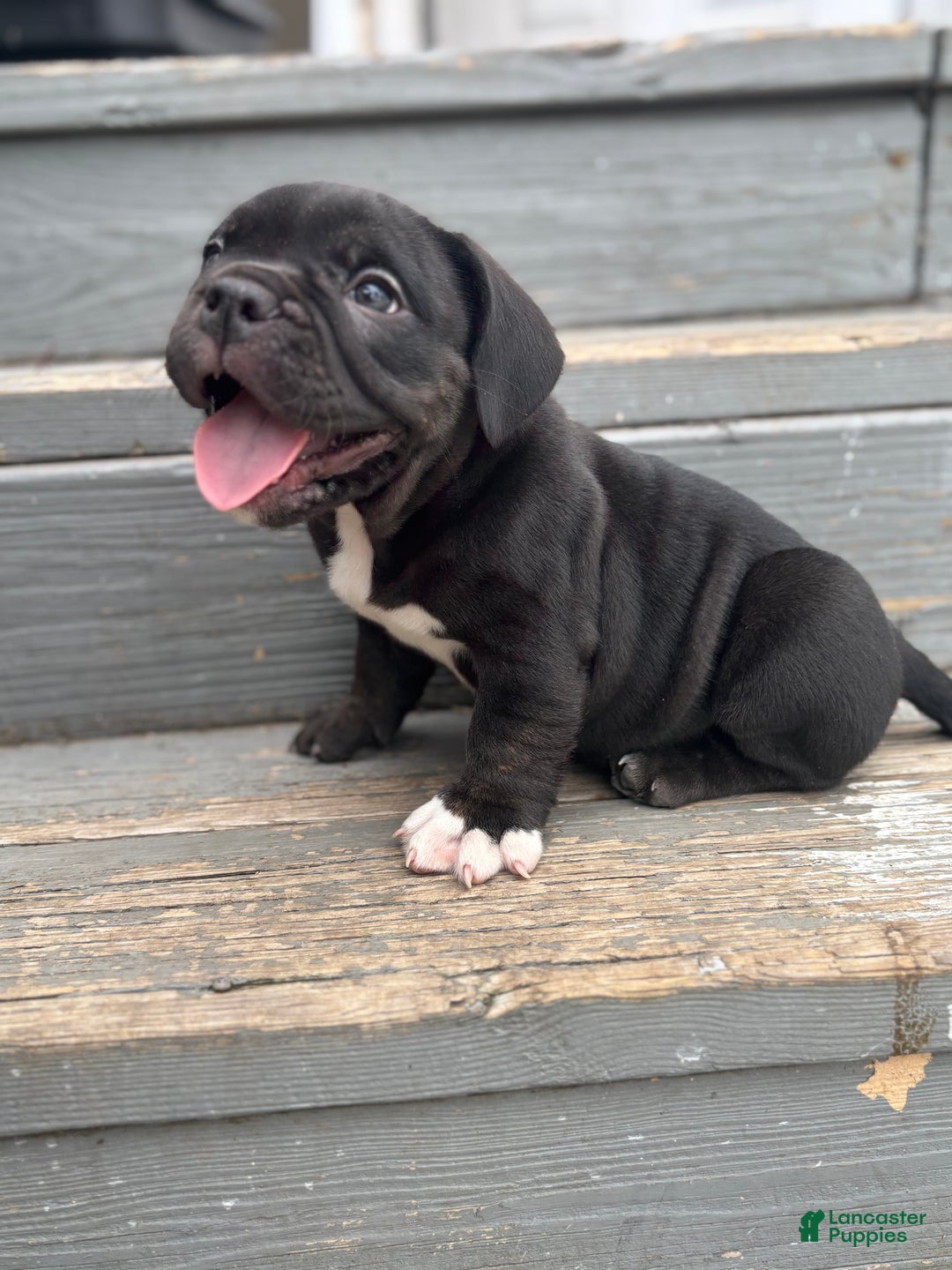 Gallery Image {{count}}