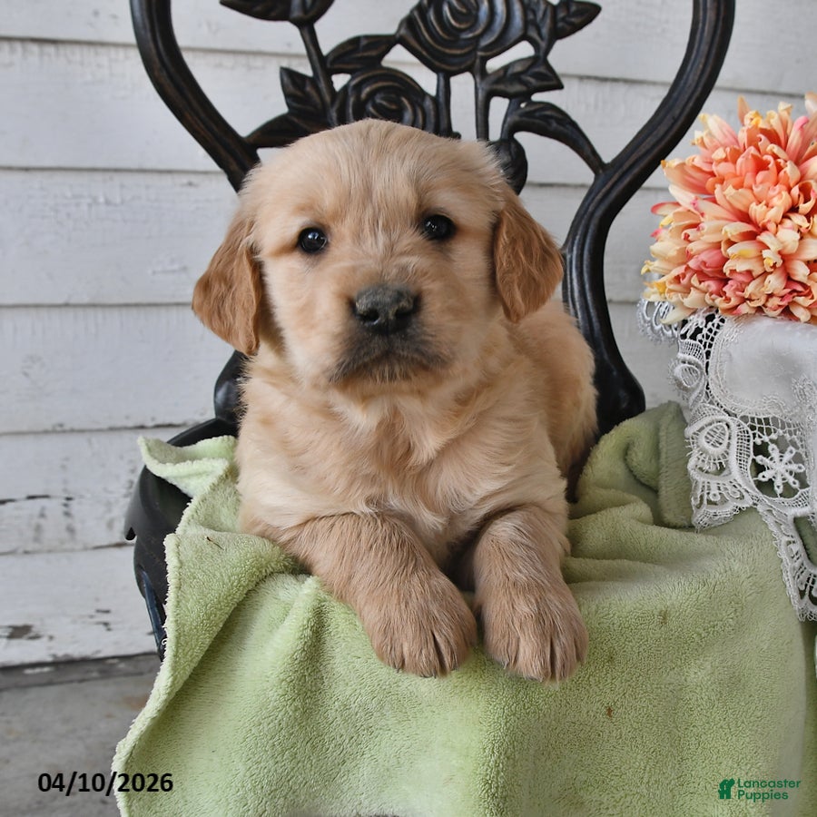 Golden Retriever dogs Cloyd - Ad 2