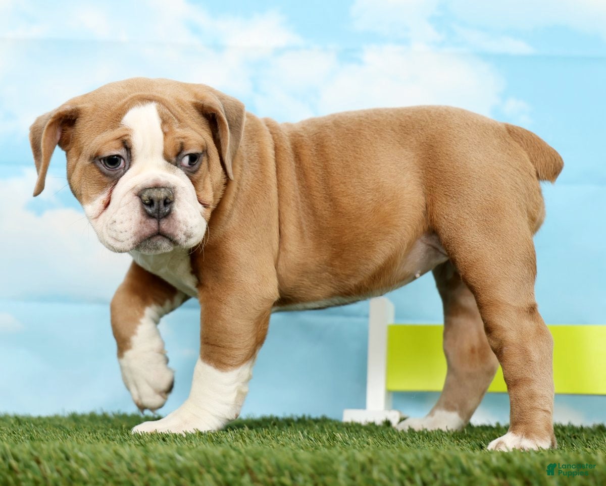 Olde English Bulldogge dogs Olde English Bulldogge Puppy 1 - Ad 2