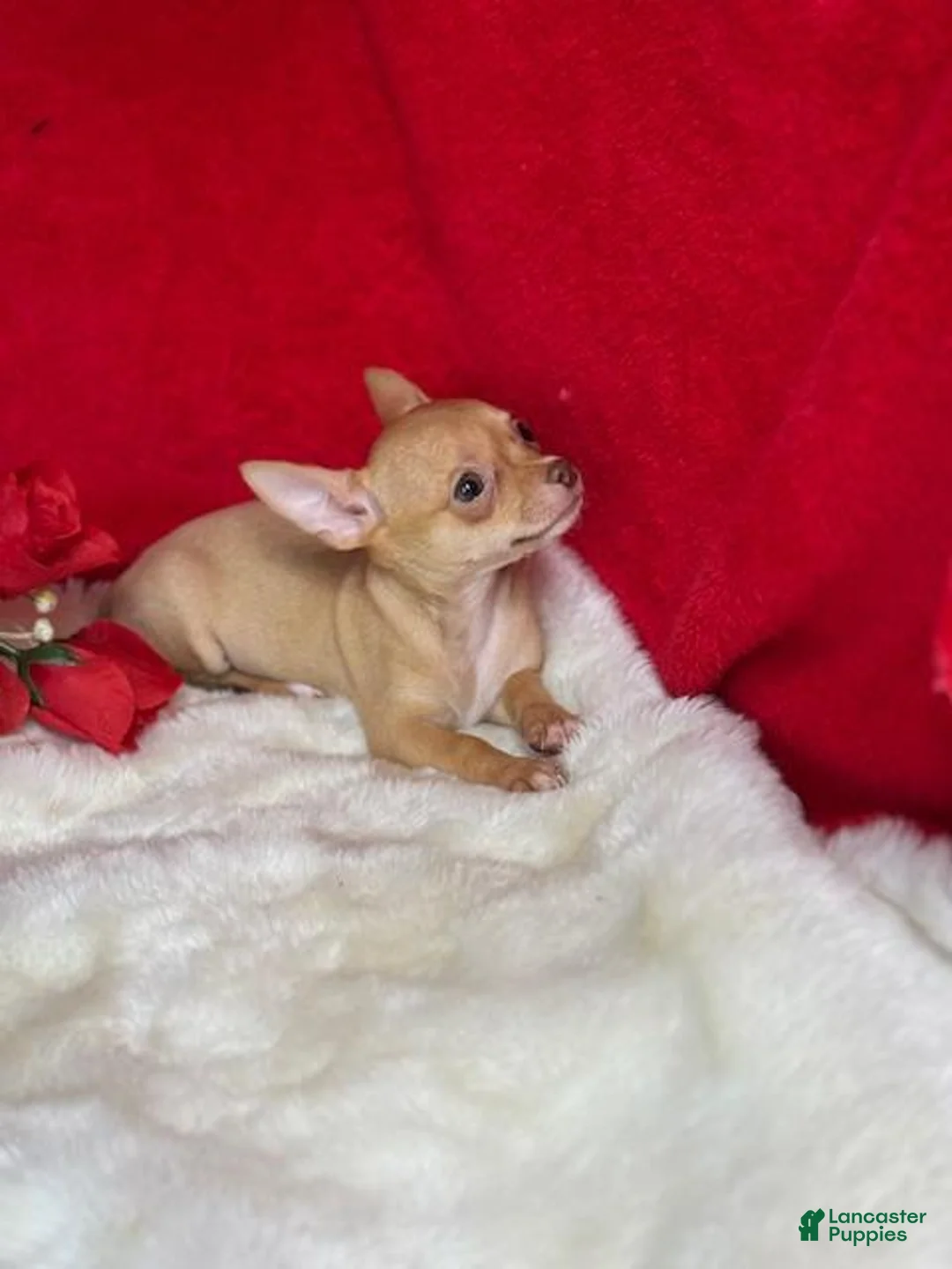 Chihuahua dogs for sale: Chihuahua Puppy 1 - Ad 1