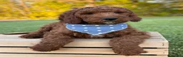 Irish Doodle dogs for sale: Copper - Ad 24