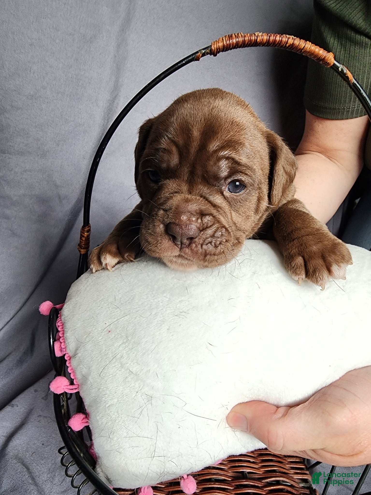 Olde English Bulldogge dogs Olde English Bulldogge Puppy 5 - Ad 1