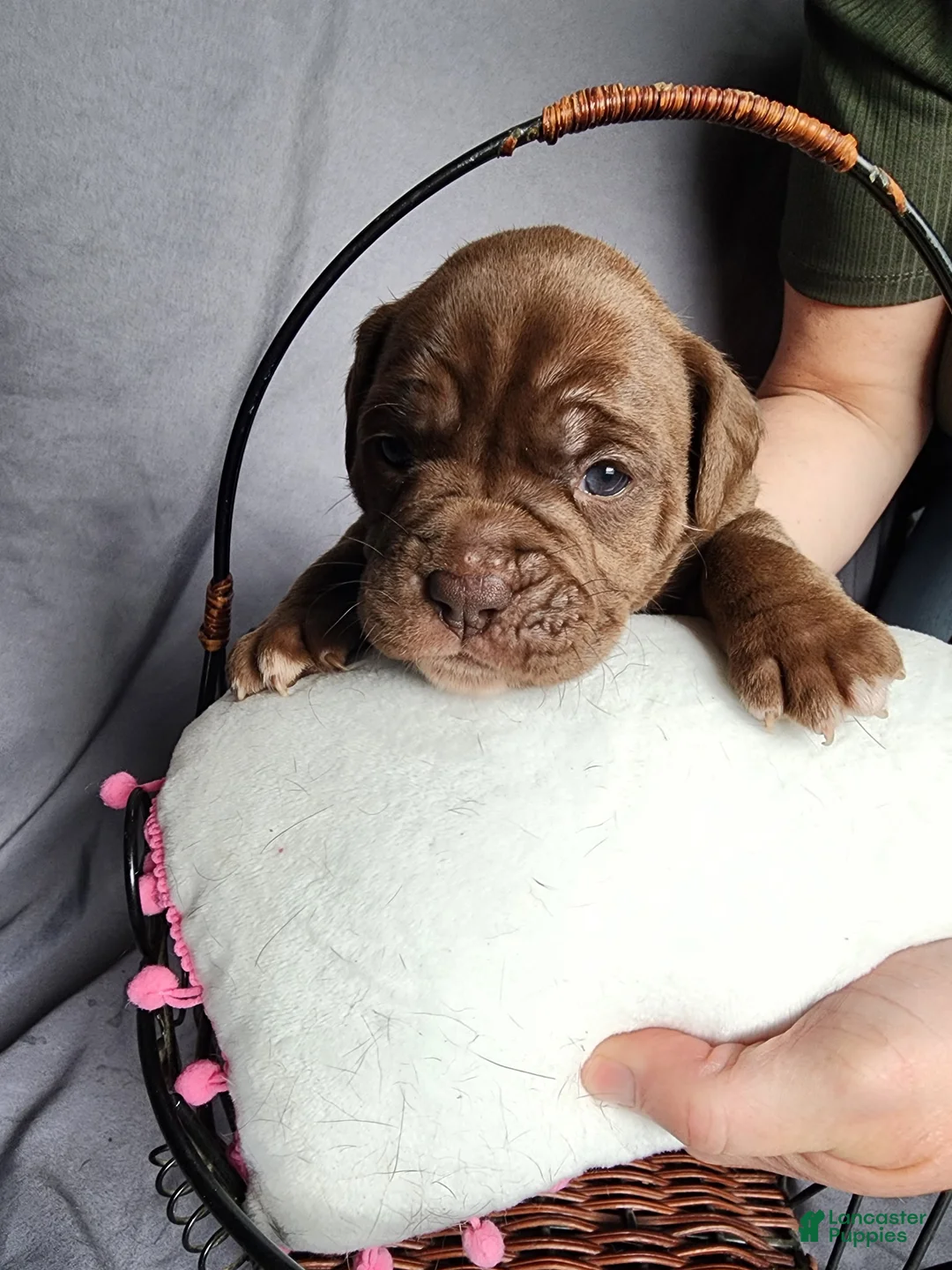 Olde English Bulldogge dogs for sale: Olde English Bulldogge Puppy 5 - Ad 1