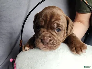 Olde English Bulldogge dogs for sale: Olde English Bulldogge Puppy 5 - Ad 1