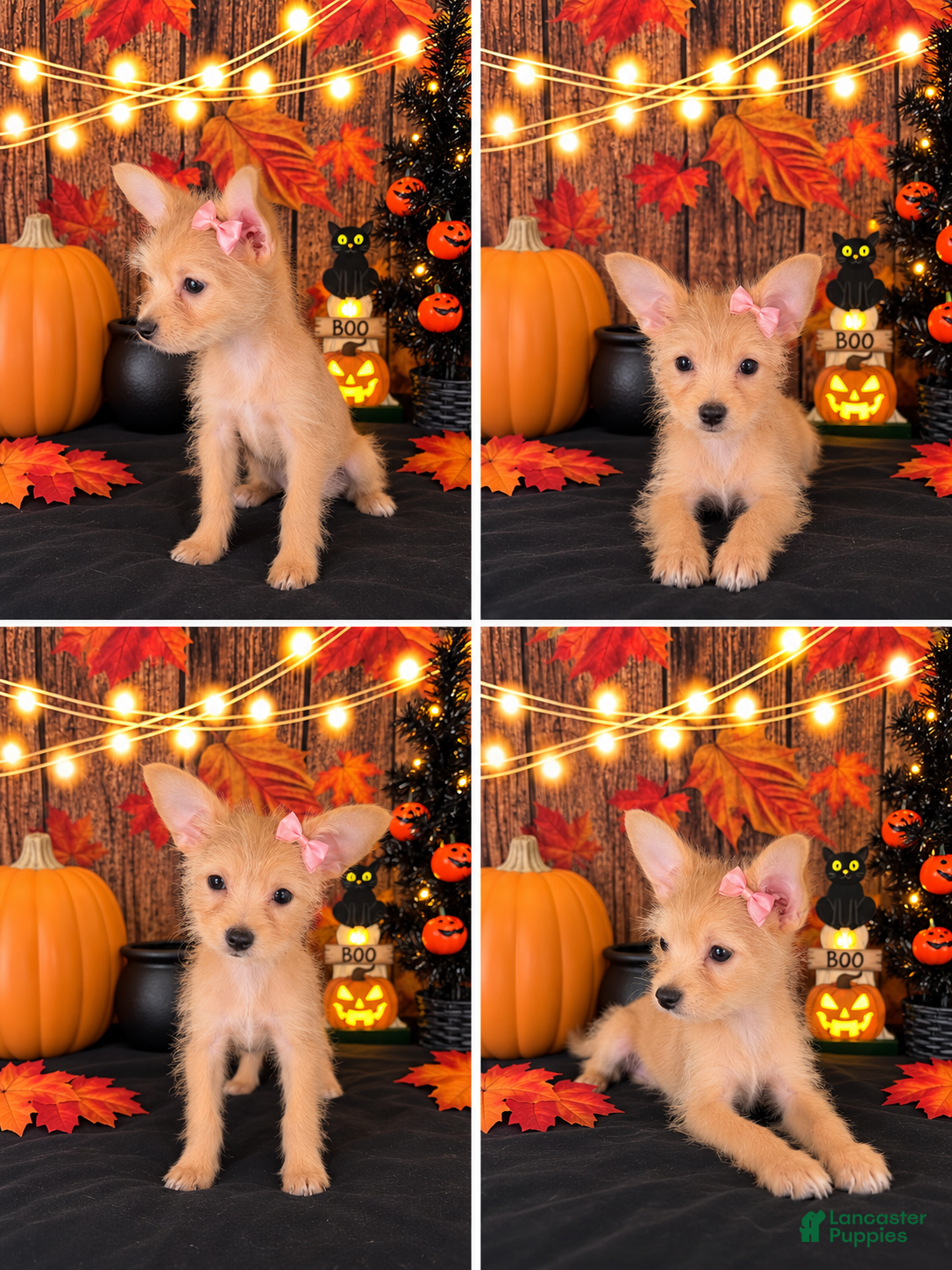 Chorkie dogs for sale: Chorkie 1 - Ad 1
