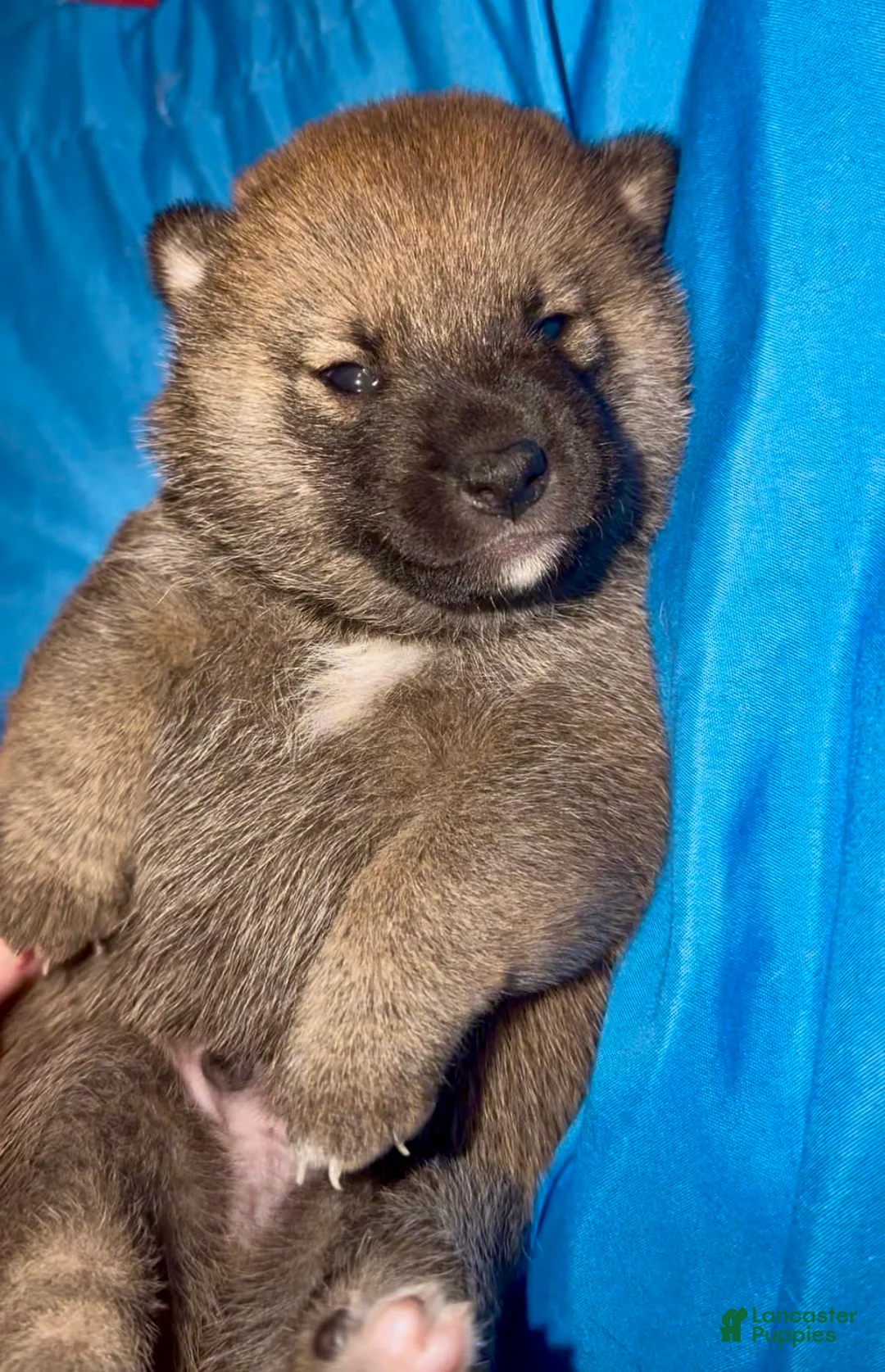 Shiba Inu dogs for sale: Pepé - Ad 2