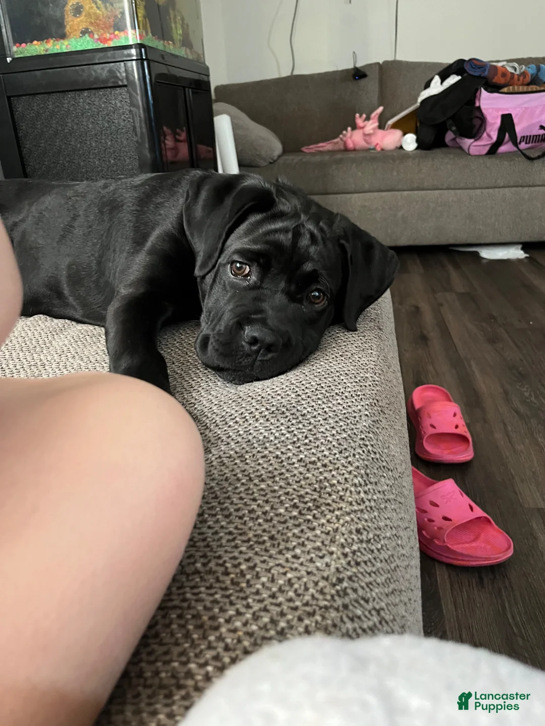 Cane Corso dogs for sale: Cane Corso Puppy 1 - Ad 4