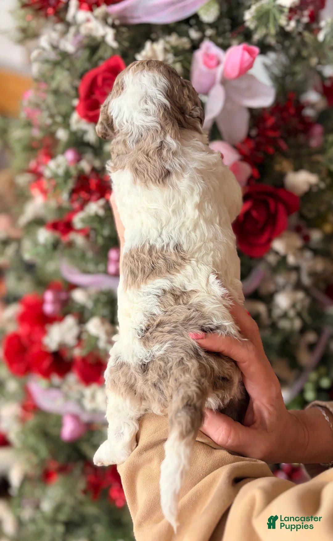 Goldendoodle dogs for sale: Goldendoodle Puppy 3 - Ad 2