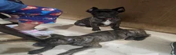 Cane Corso dogs for sale: Cane Corso 1 - Ad 2