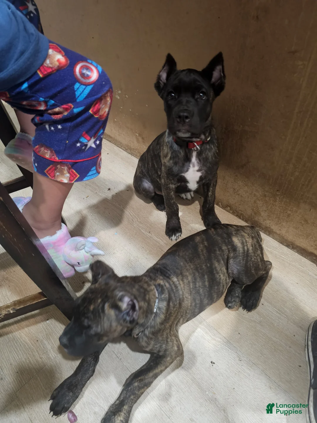 Cane Corso dogs for sale: Cane Corso 1 - Ad 2
