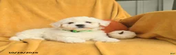 Bichon Frise dogs for sale: Hazel  - Ad 4