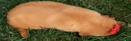 Golden Retriever dogs for sale: Quinton💙 - Ad 15