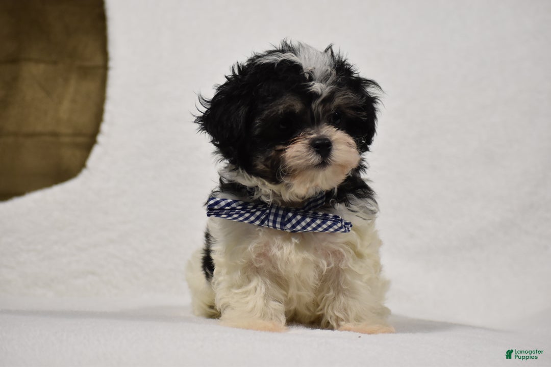 Maltipoo dogs for sale: Benny - Ad 6