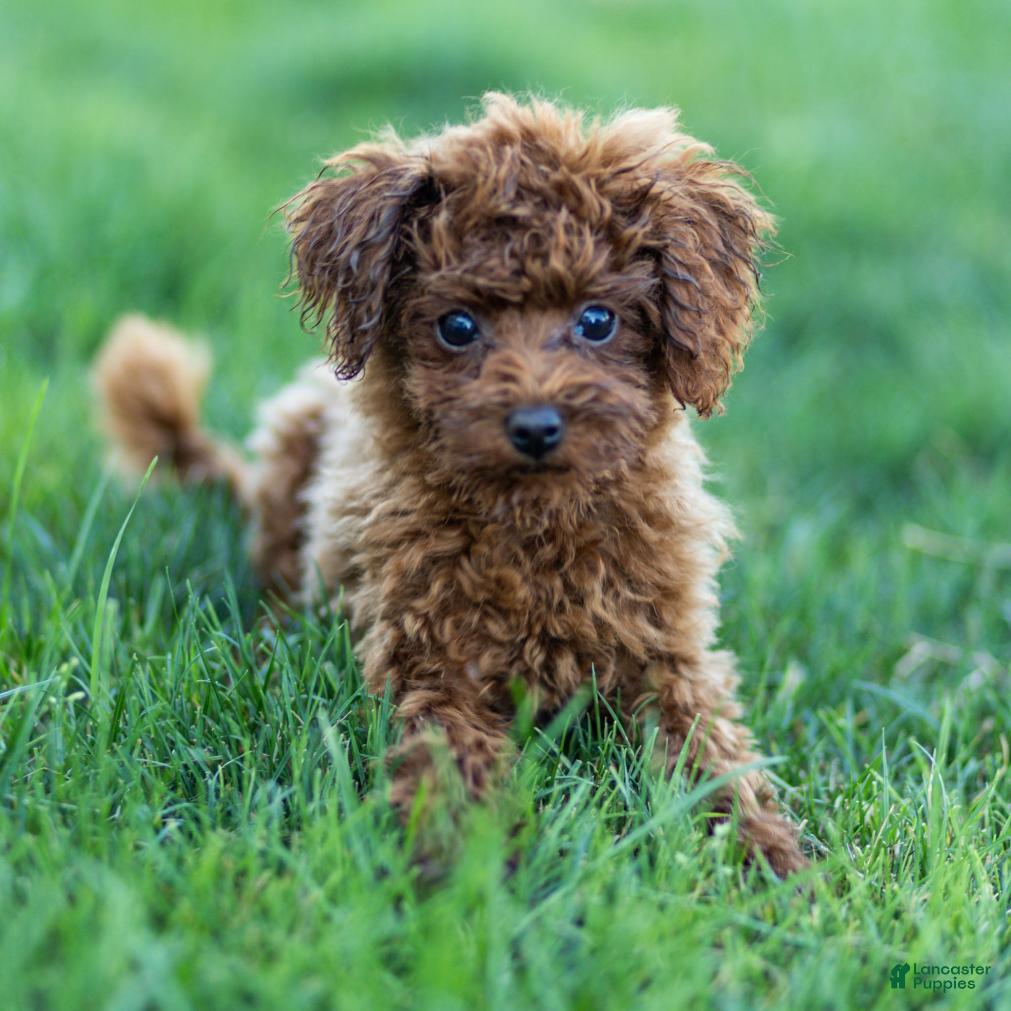 Toy Poodle dogs Raven Toy Poodle Puppy  - Ad 1