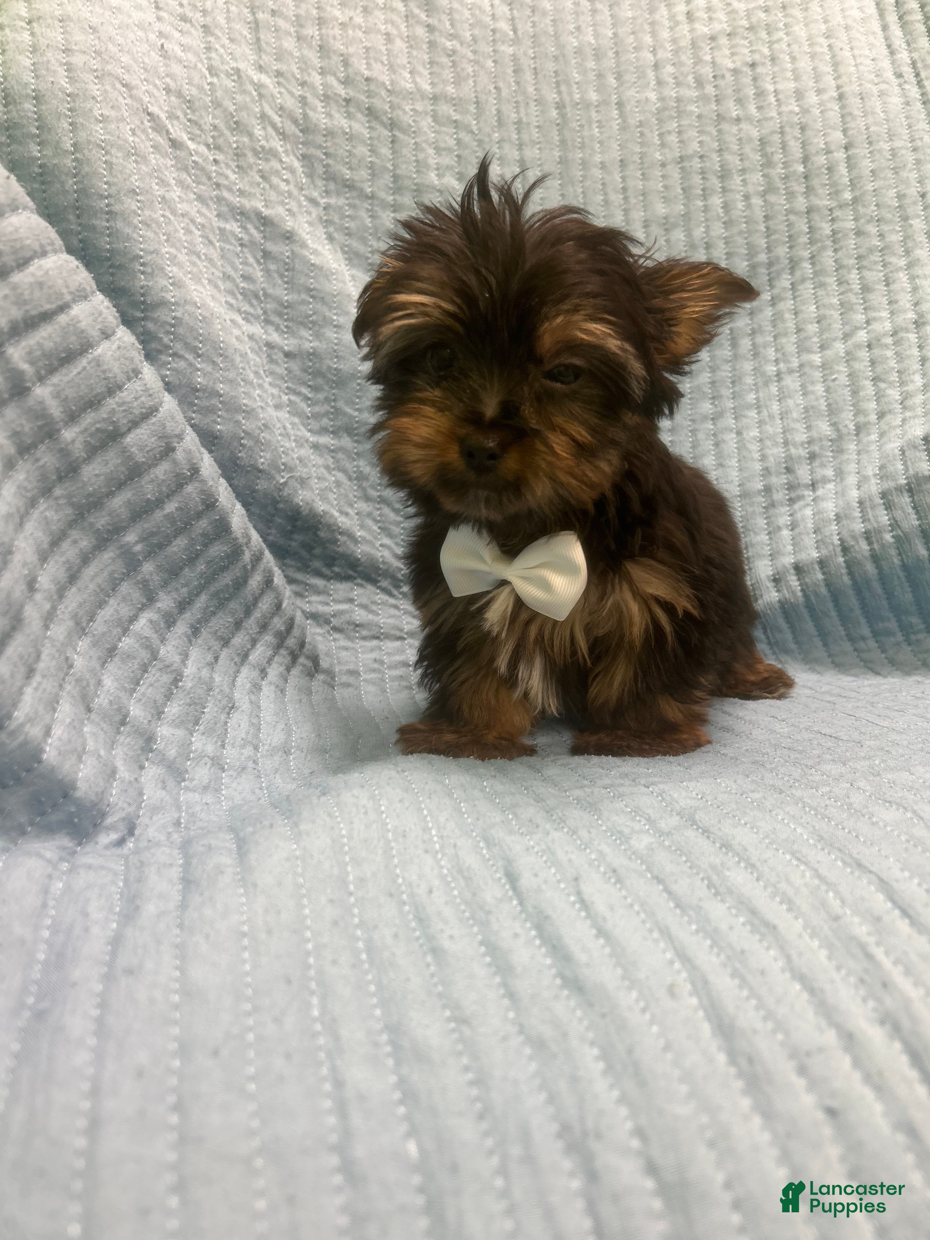 Morkie dogs Morkie Puppy 3 - Ad 39