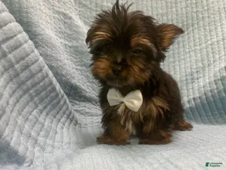 Morkie dogs Morkie Puppy 3 - Ad 35