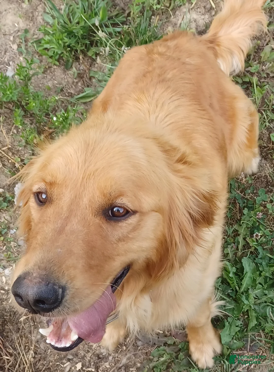 Golden Retriever dogs for sale: Daisy  - Ad 2