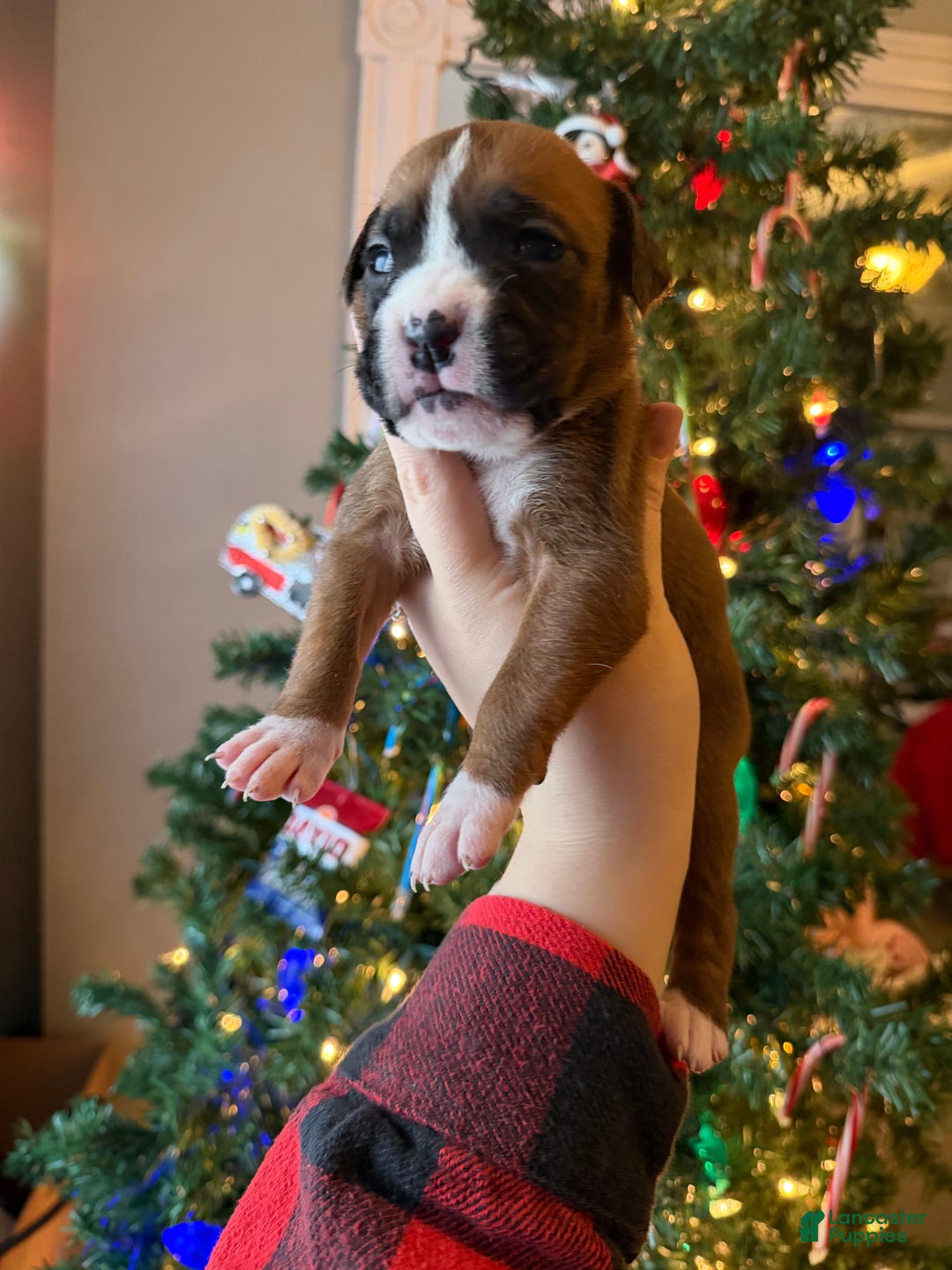 Boxer dogs for sale: Noel  - Ad 28