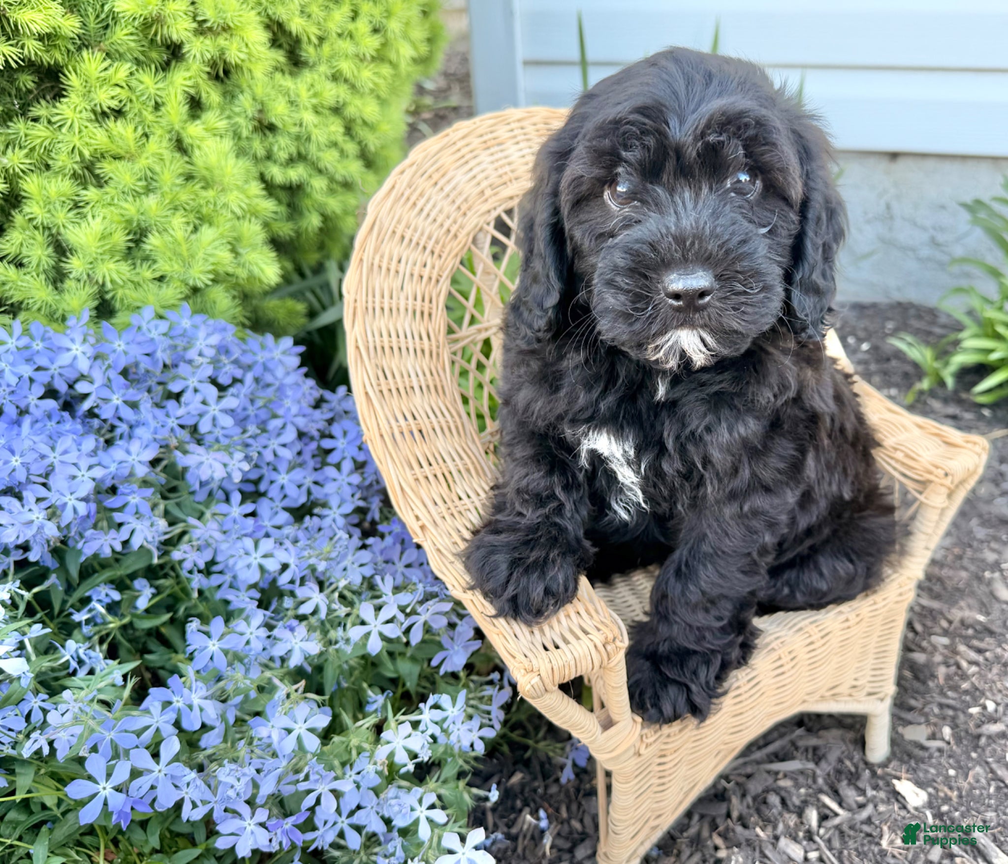 Shihpoo dogs Ray - Ad 1