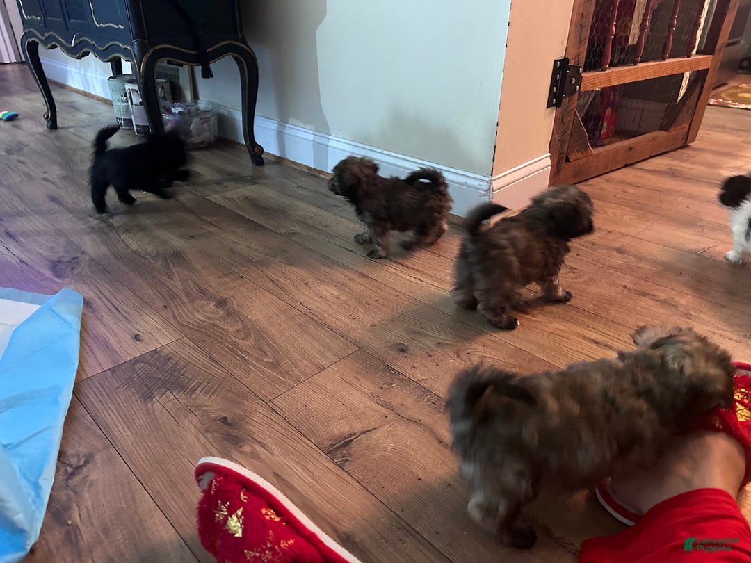 Maltipoo dogs for sale: Maltipoo Puppy 4 - Ad 3