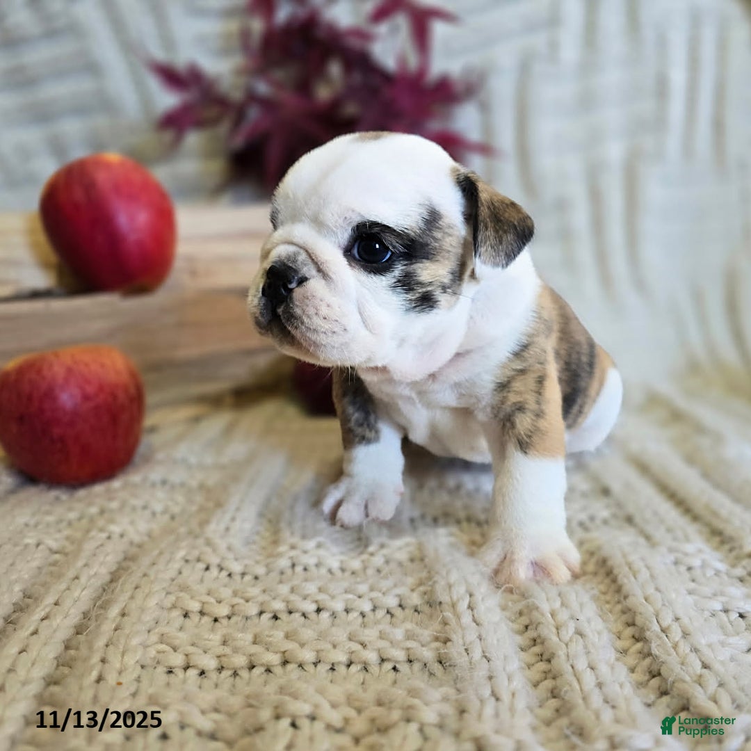 English Bulldog dogs for sale: Timmy - Ad 15