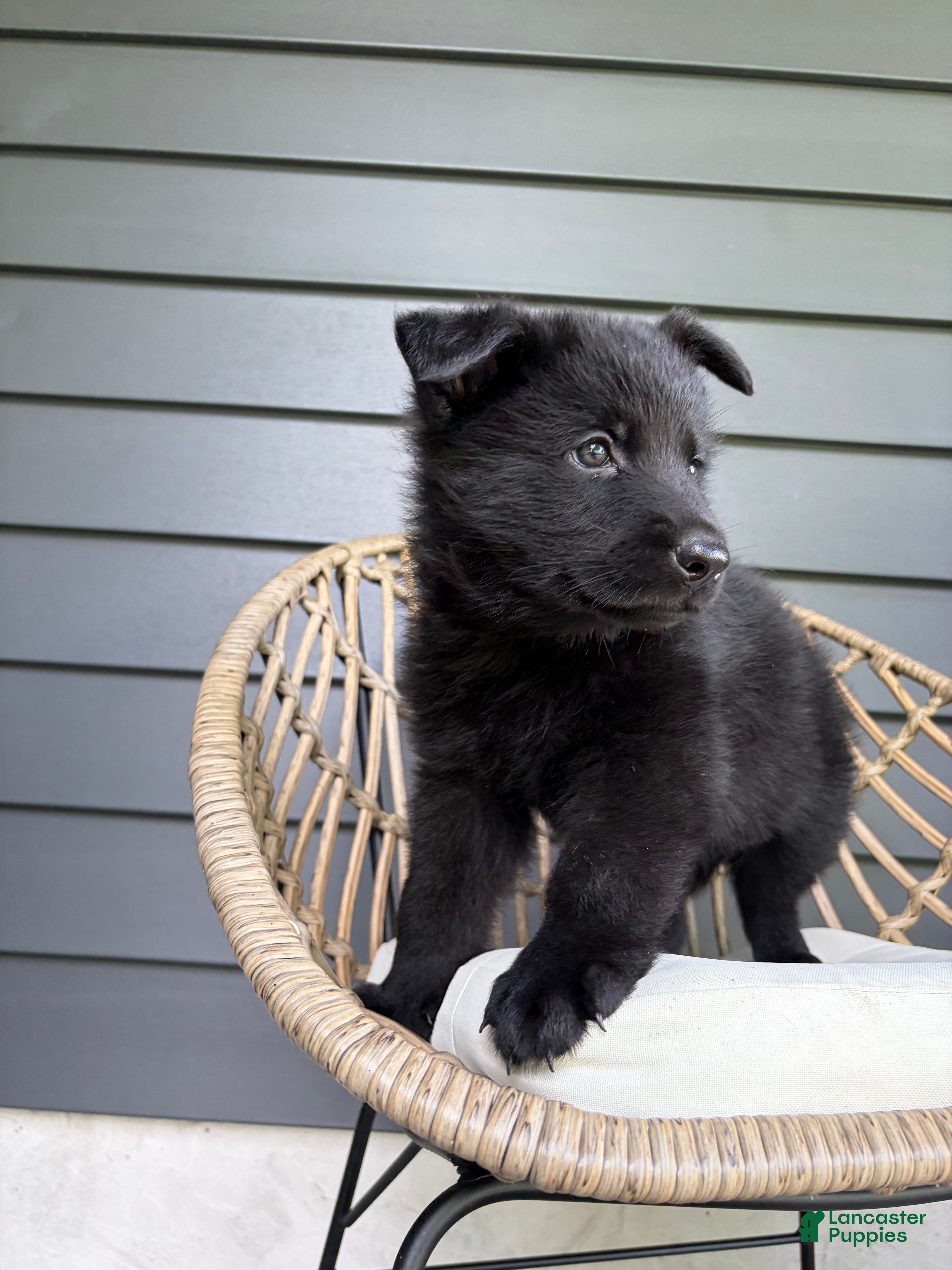 German Shepherd dogs Mav - Ad 2