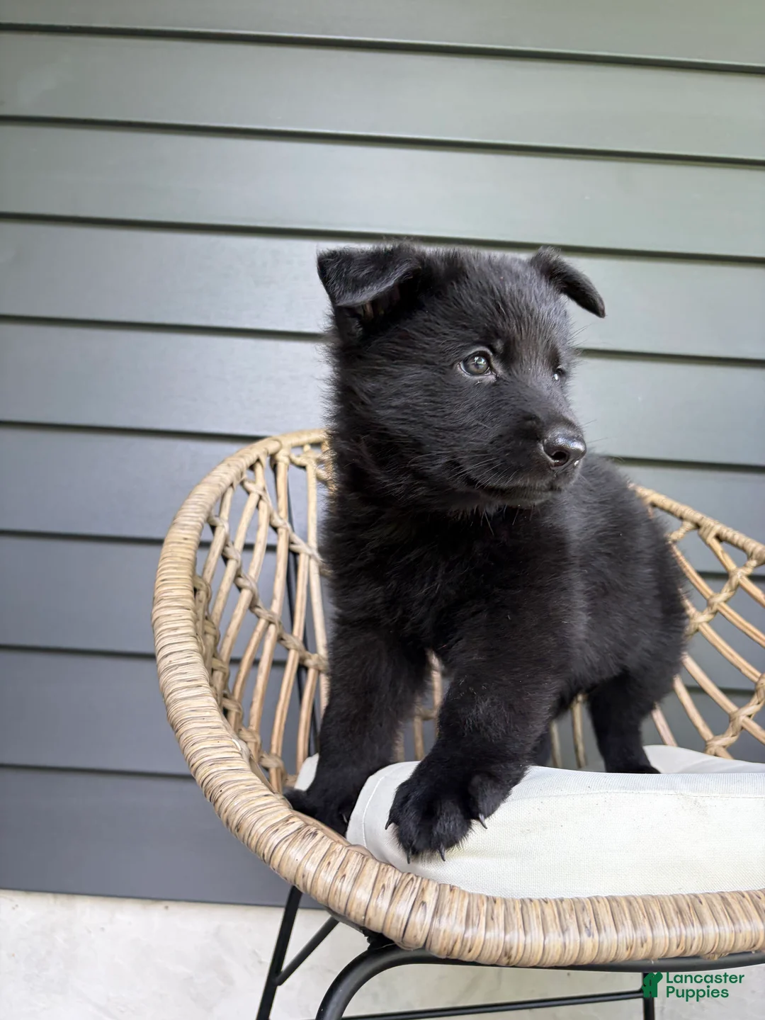 German Shepherd dogs for sale: Mav - Ad 2