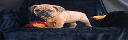 Mixed Breed dogs for sale: Bruno - Ad 5