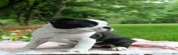 Boston Terrier dogs for sale: Tallie - Ad 2